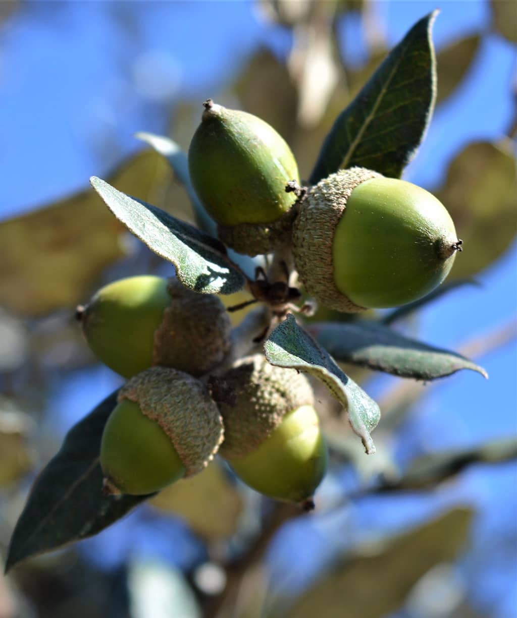 holly-oak-acorns-gress Holly Oak Acorns by David Gress
