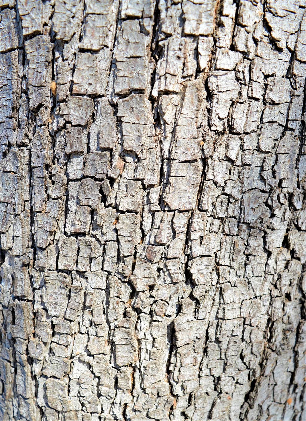 holly-oak-bark-gress Holly Oak Bark by David Gress