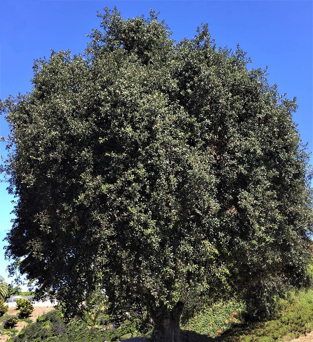 holly-oak-gress Holly Oak by David Gress - Tree of the Month