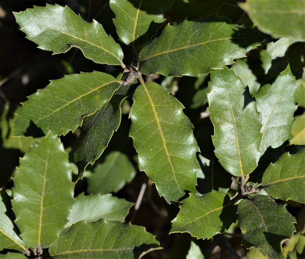holly-oak-leaves-gress Holly Oak Leaves by David Gress