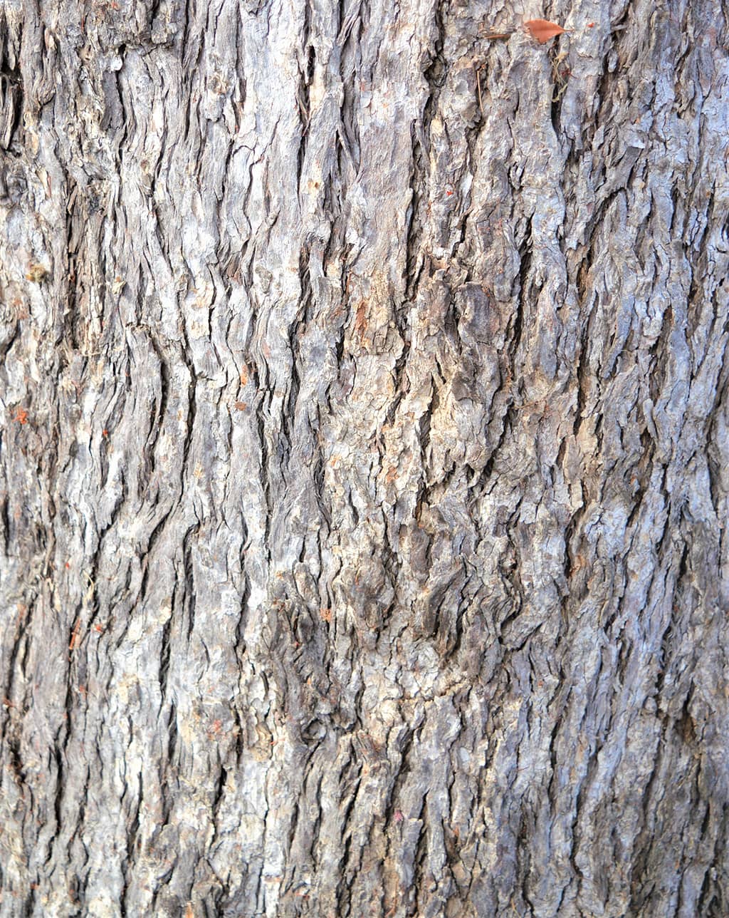 eugenia-bark-gress Eugenia Bark by David Gress