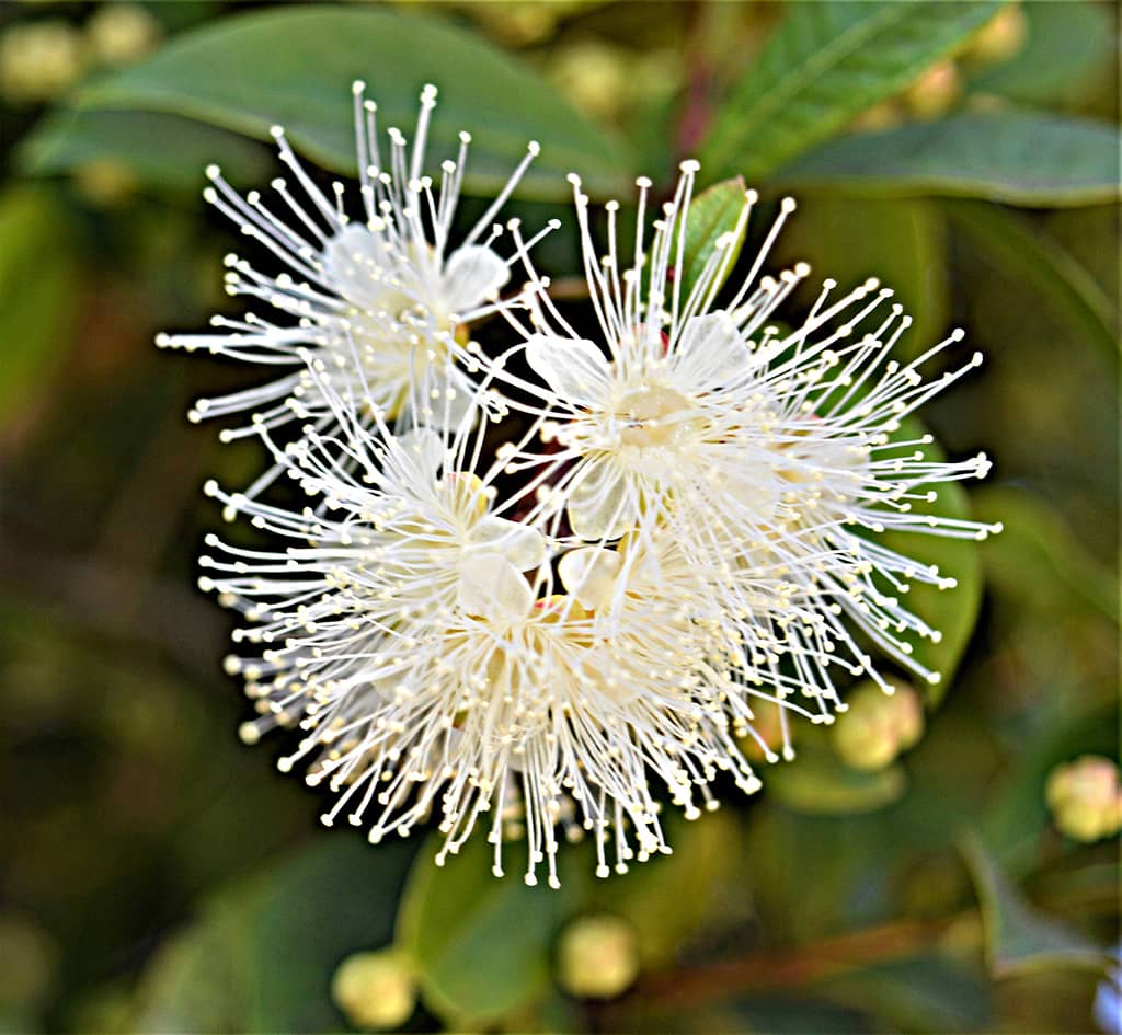 eugenia-flowers-gress Eugenia Flowers by David Gress