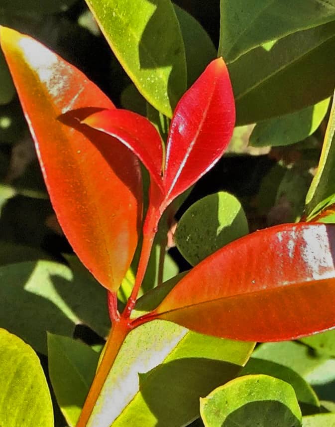 eugenia-foliage-gress Eugenia Foliage by David Gress