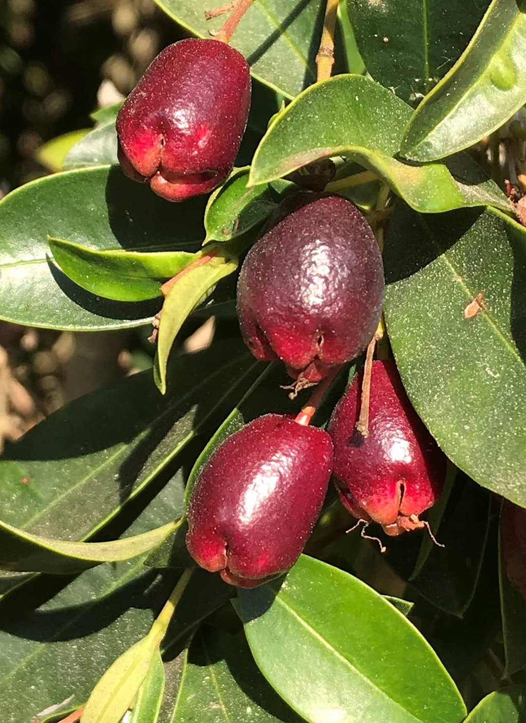 eugenia-fruit-gress Eugenia Fruit by David Gress