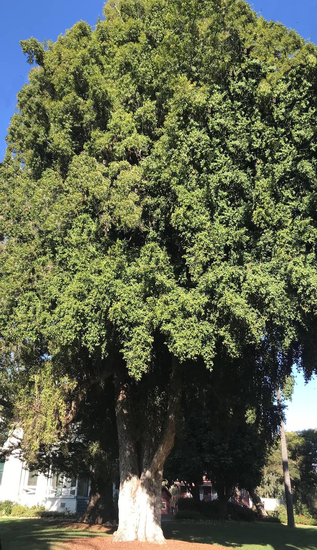 eugenia-tree-gress Eugenia Tree by David Gress