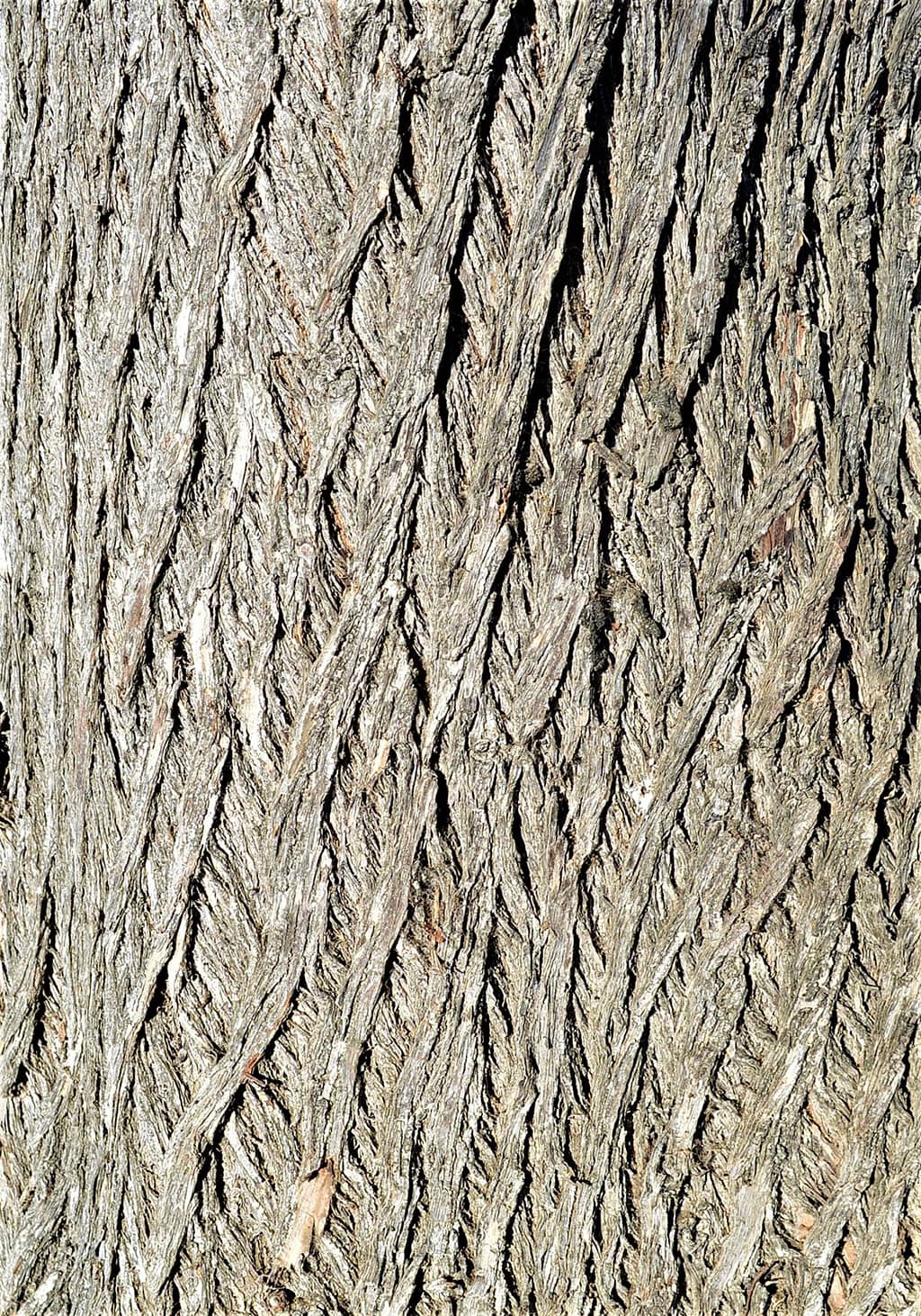 brazilian-pepper-tree-bark-gress Brazilian Pepper Tree Bark - photo by David Gress
