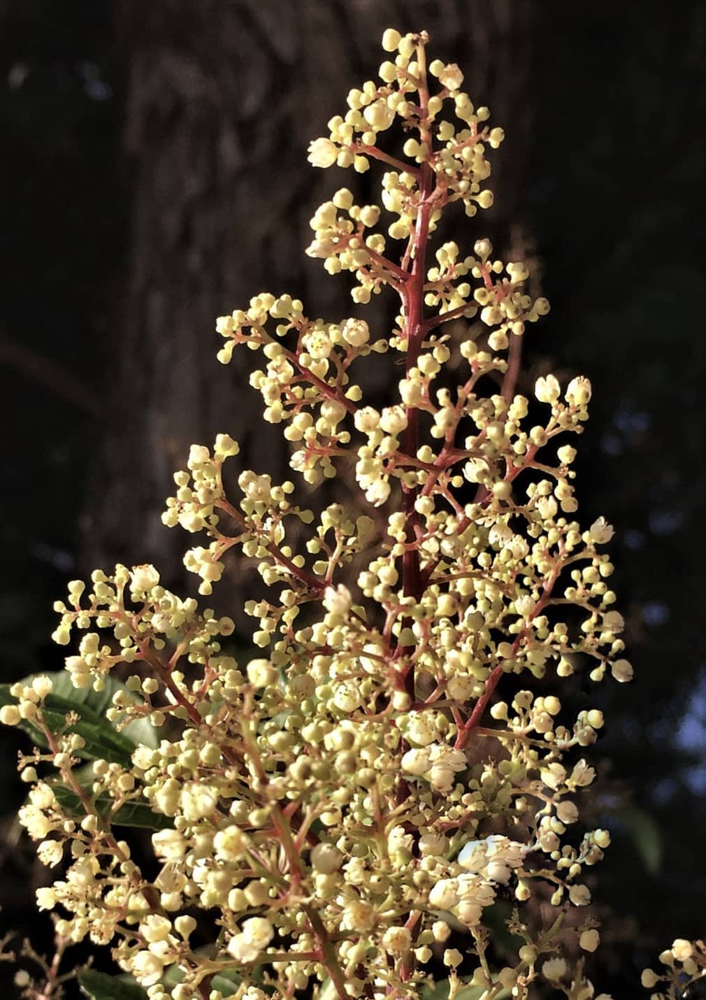 brazilian-pepper-tree-flowers-gress Brazilian Petter Tree by David Gress
