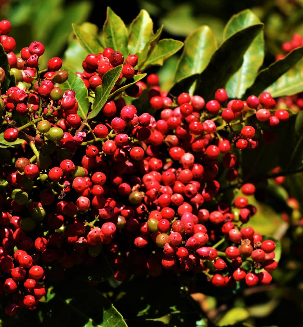 brazilian-pepper-tree-fruit-gress Brazilian Pepper Tree Fruit - photo by David Gress