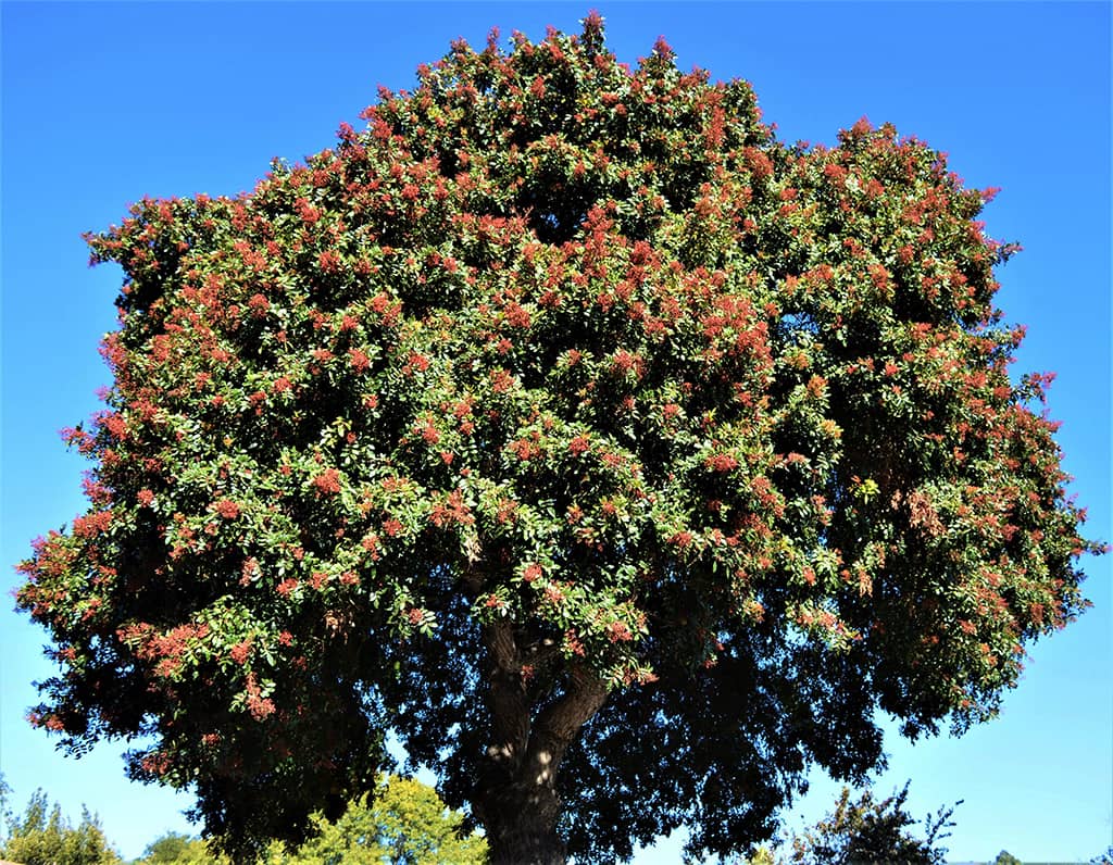 brazilian-pepper-tree-gress Brazilian Pepper Tree - photo by David Gress