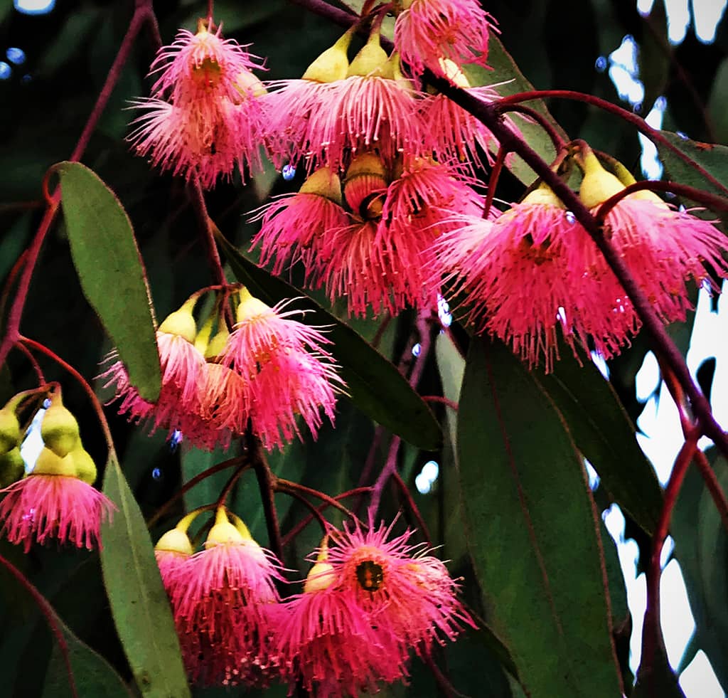 red-ironbark-flowers-david-gress Red Ironbark - Flowers — photo by David Gress