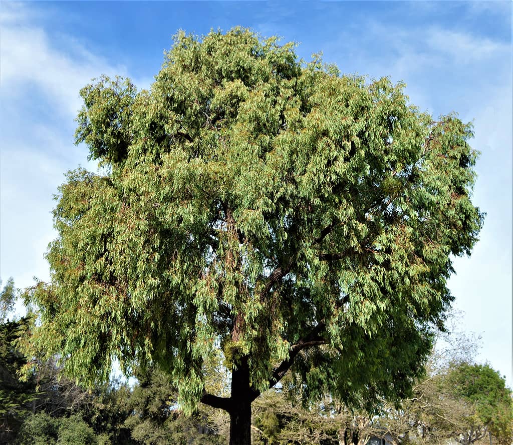 red-ironbark-tree-david-gress Red Ironbark - Eucalyptus sideroxylon — photo by David Gress