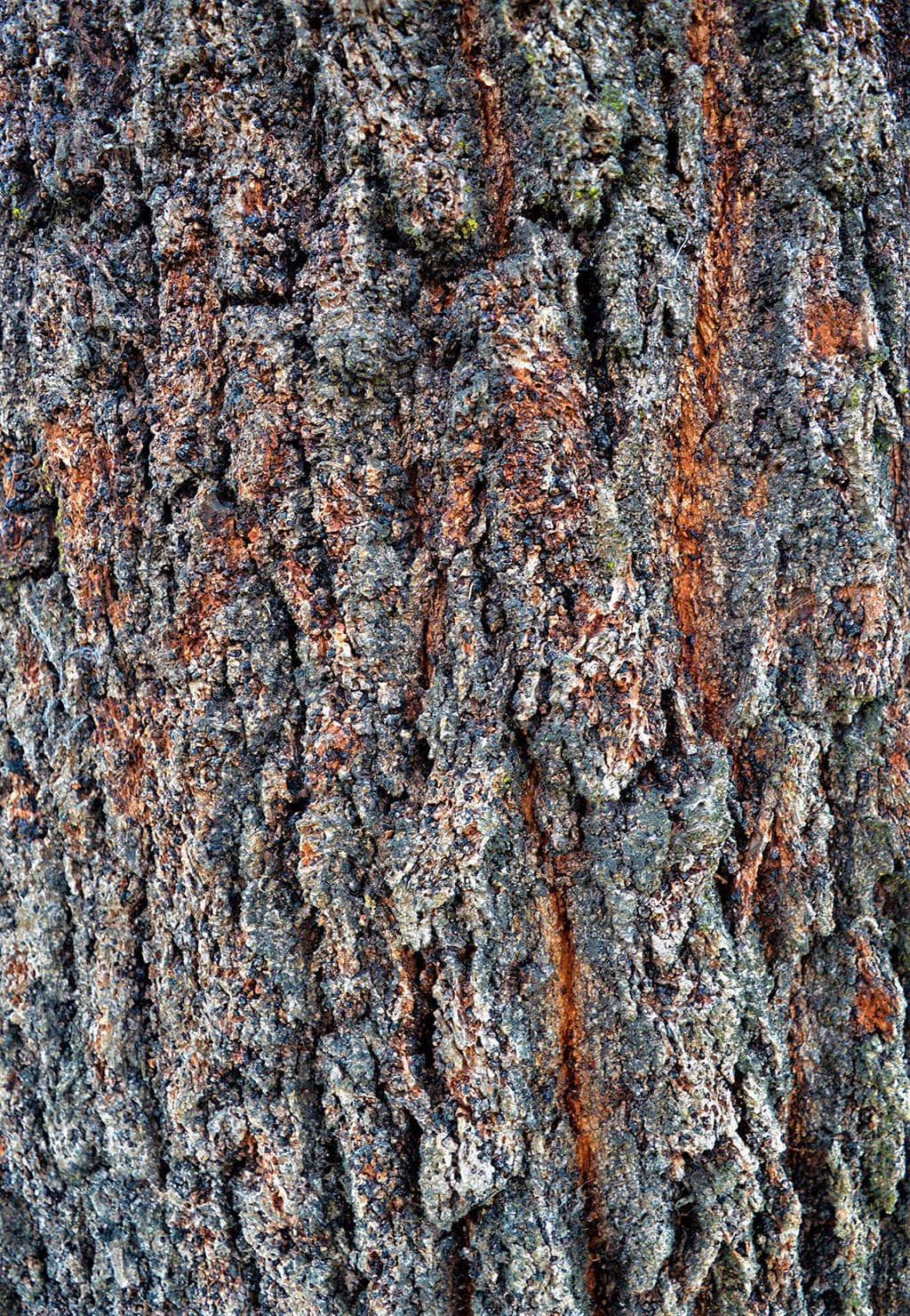 red-ironwood-eucalytus-bark-david-gress Red Ironwood - Eucalyptus Bark photo by David Gress