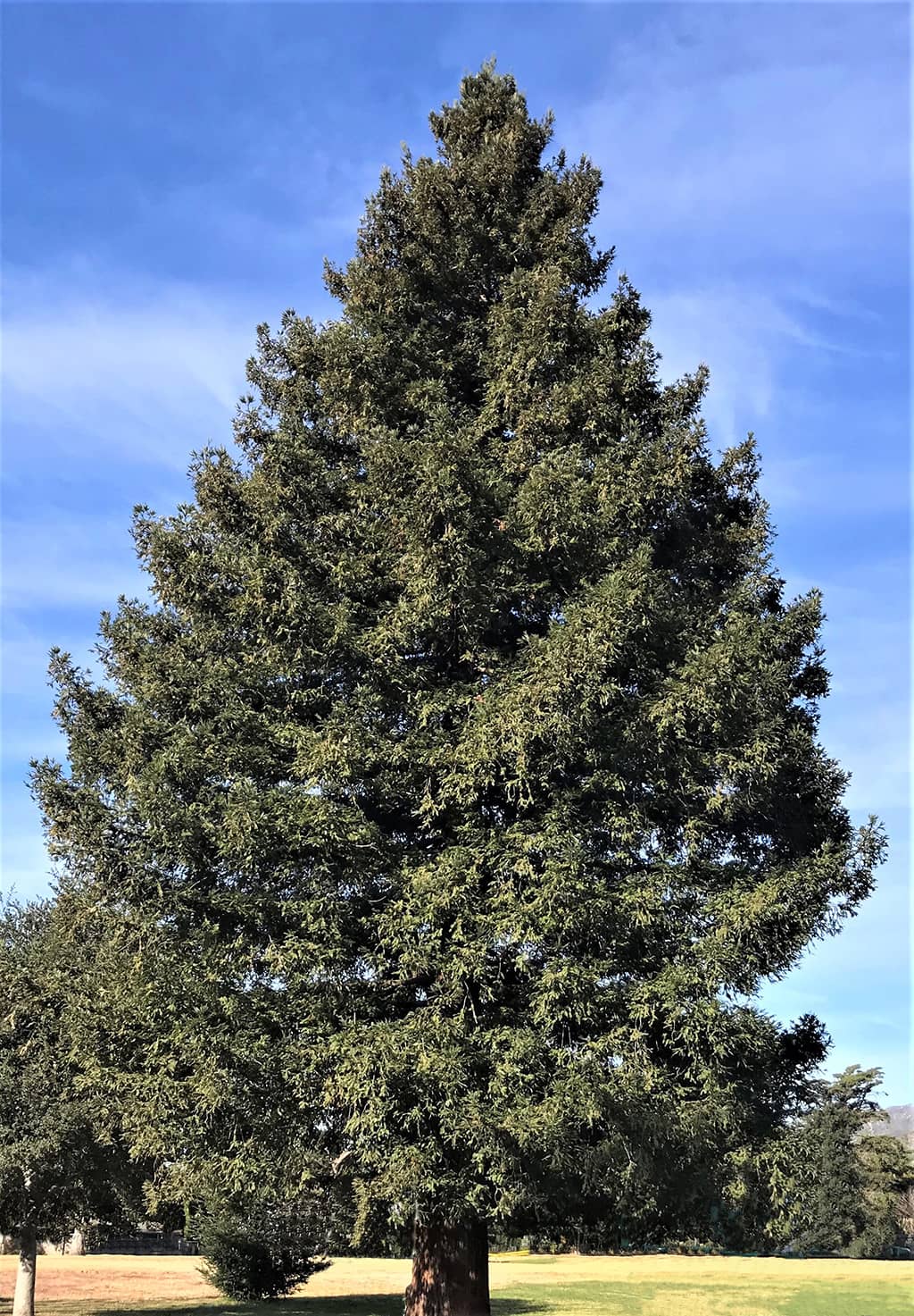 Coast Redwood — photo by David Gress