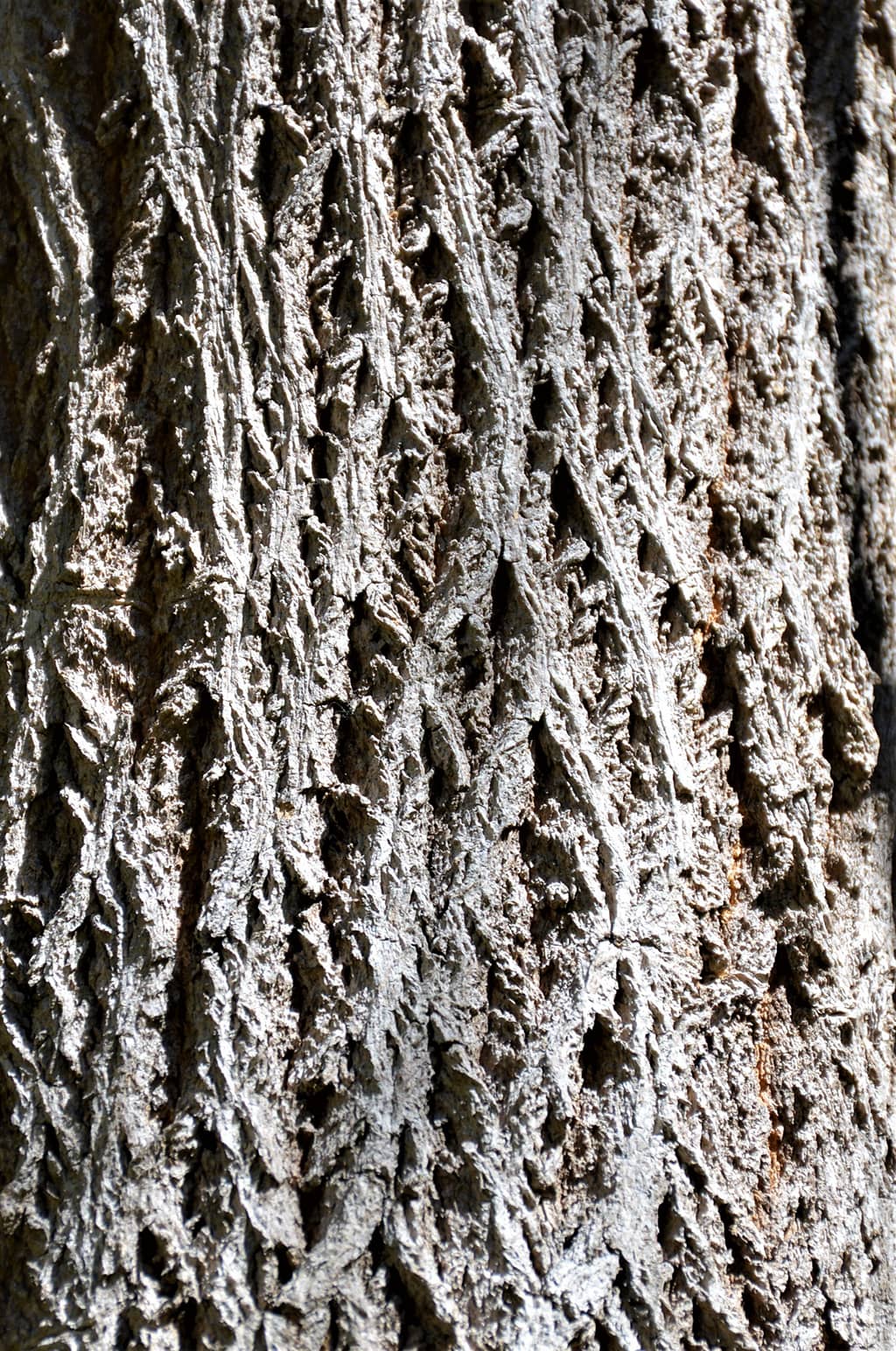 golden-trumpet-tree-bark-photo-david-gress Golden Trumpet Tree - Bark - Photo by David Gress