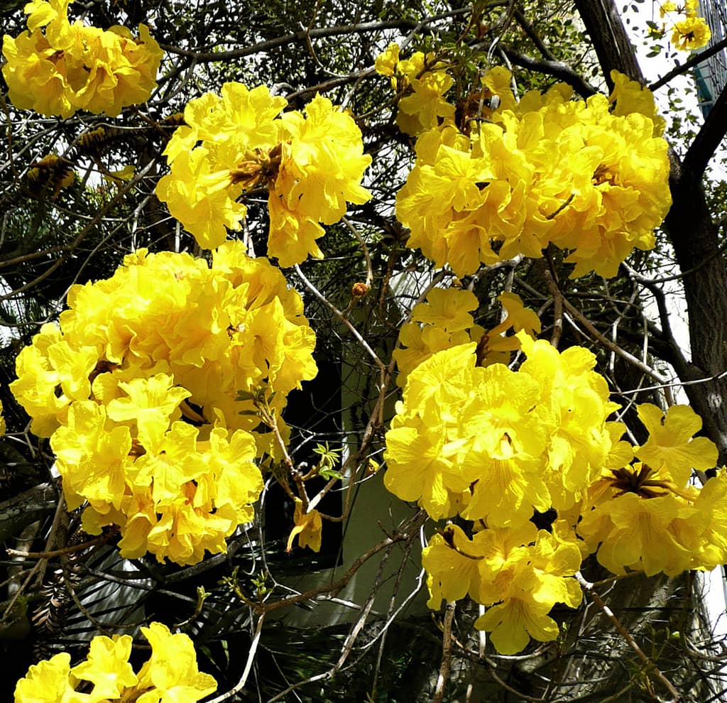 golden-trumpet-tree-flowers-photo-david-gress Golden Trumpet Tree Flowers - Photo by David Gress