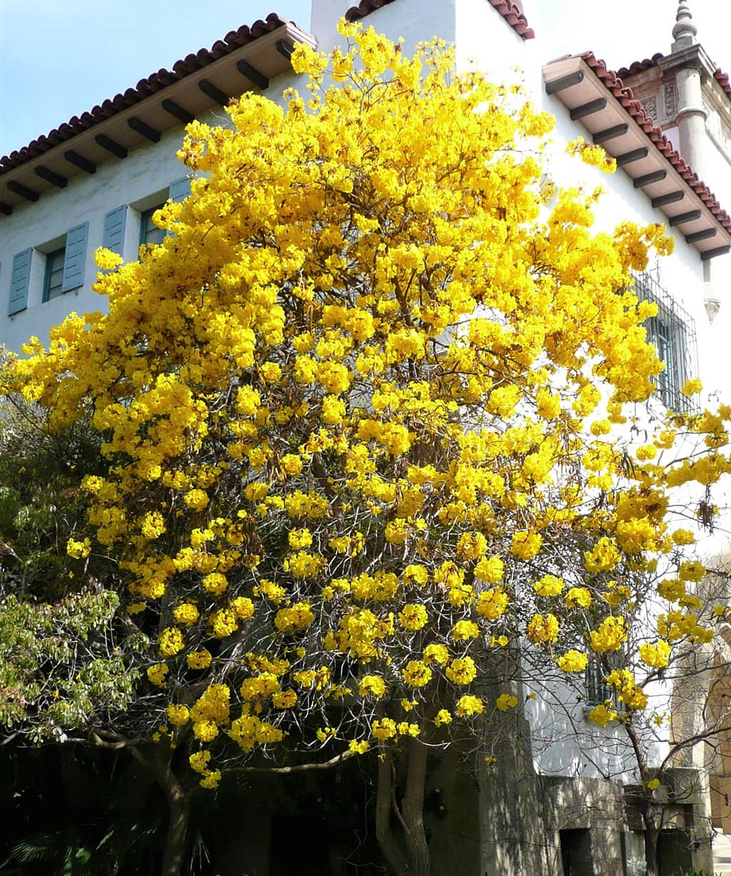golden-trumpet-tree-photo-david-gress Golden Trumpet Tree - Photo David Gress