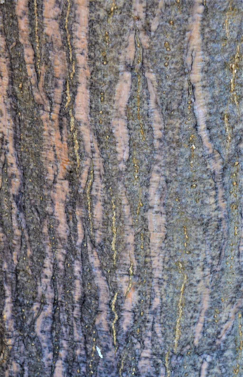 erythrina-caffra-bark-gress-photo -squashed African Coral Tree — Erythrina caffra tree — Santa Barbara Beautiful — David Gress photo