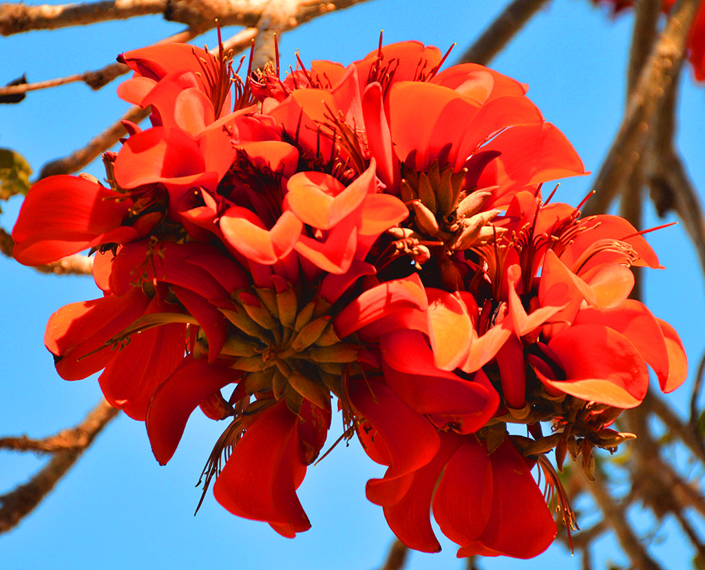 erythrina-caffra-flowers-gress photo-squashed Erythrina caffra tree - Tree of the Month April 2021 David Gress photos