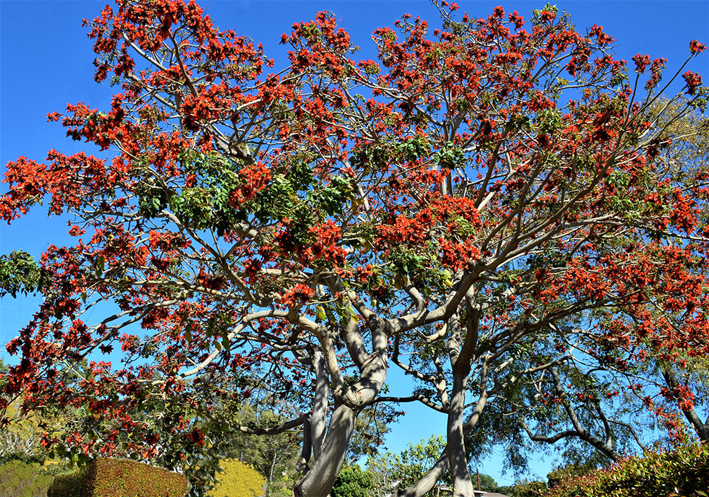 erythrina-caffra-gress photo-squashed Erythrina caffra tree santa barbara beautiful photo david gress