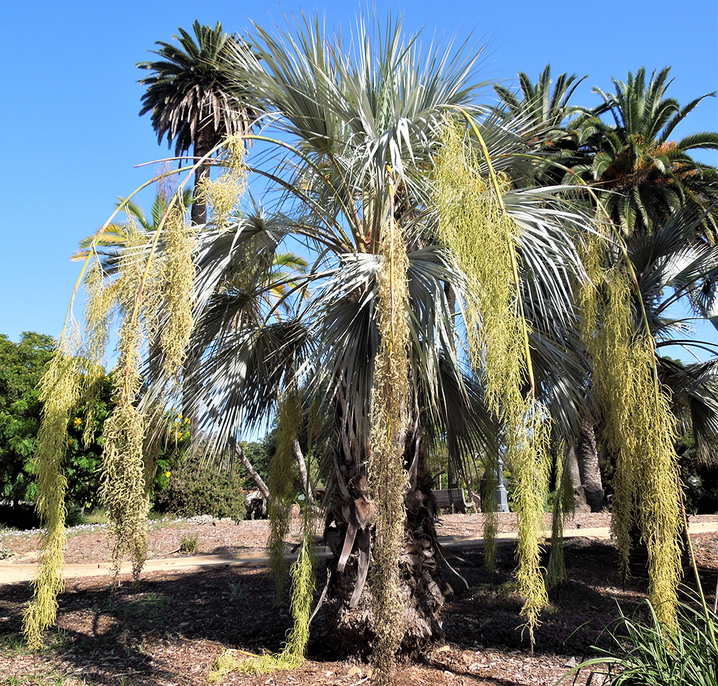 blue-hesper-palm-david-gress Blue Hesper Palm — Photo David Gress
