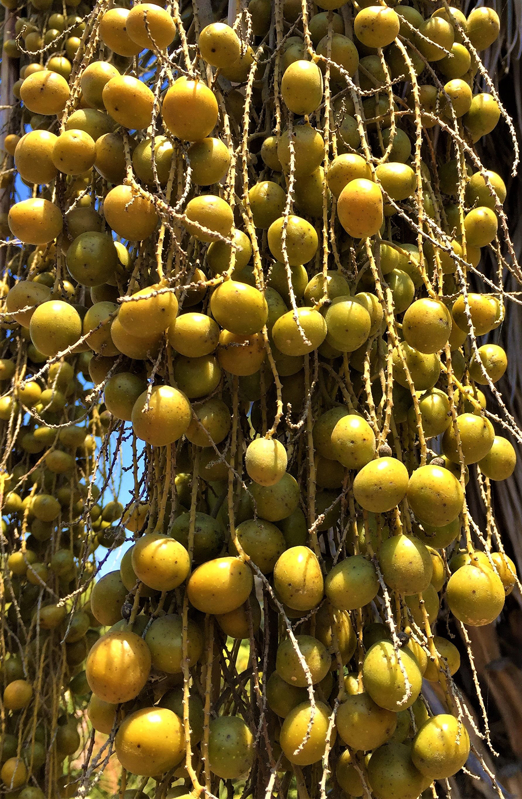 blue-hesper-palm-fruit Blue Heaper Palm Fruit - Photo by David Gress
