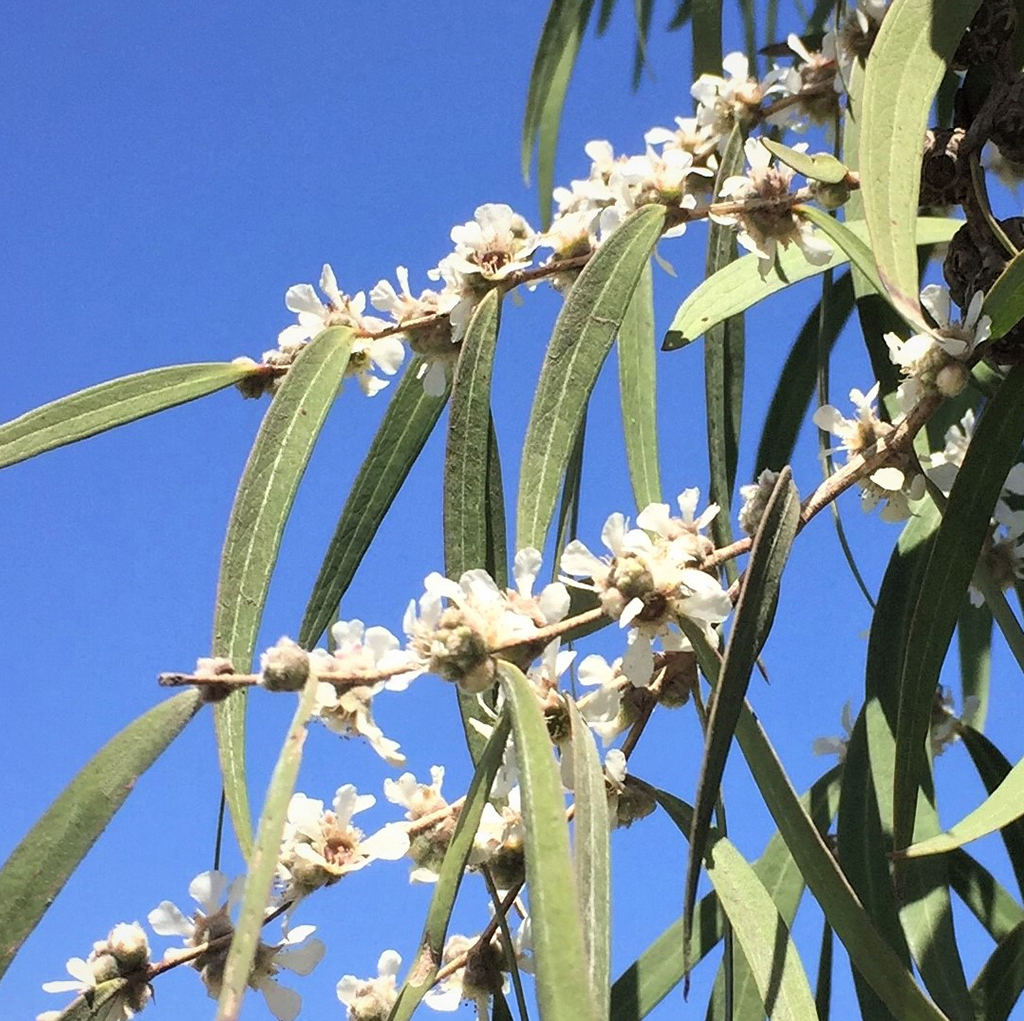peppermint-tree-flowers-photo-gress Peppermint Tree — photo David Gress