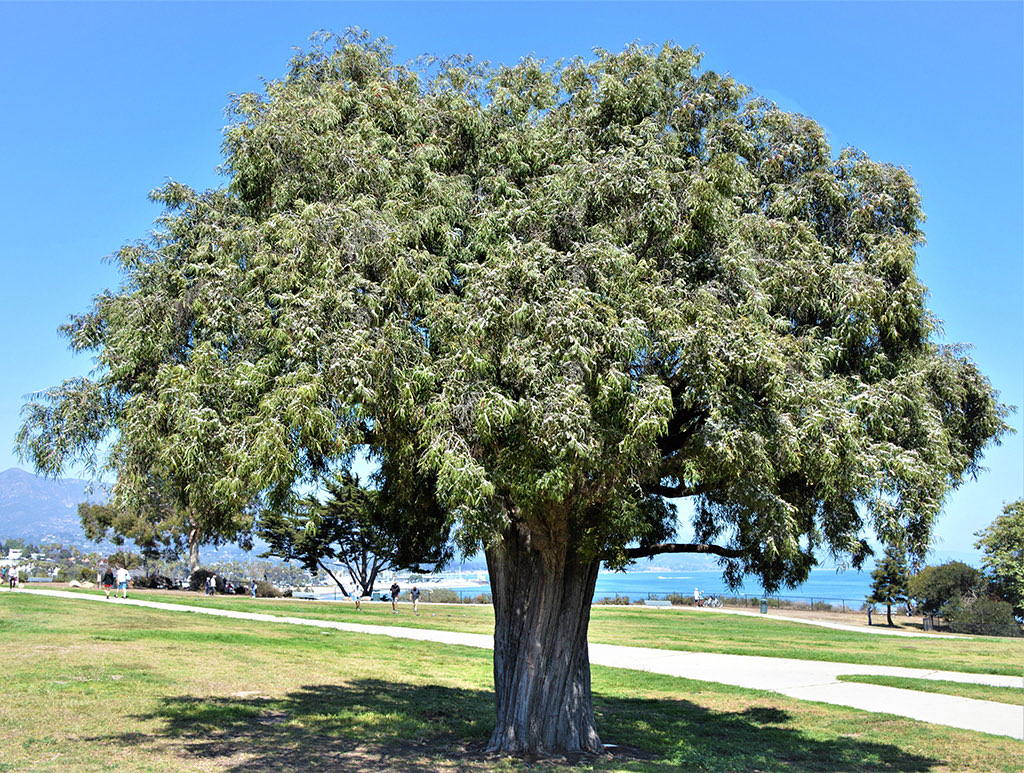 peppermint-tree-photp-gress-squashed Peppermint Tree photo David Gress
