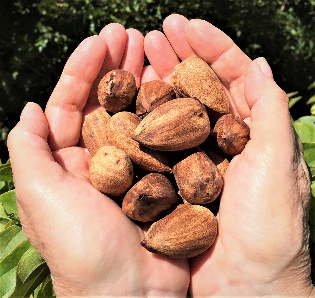 buny-bunya-nuts Bunya Bunya Tree - Nuts - photo David Gress