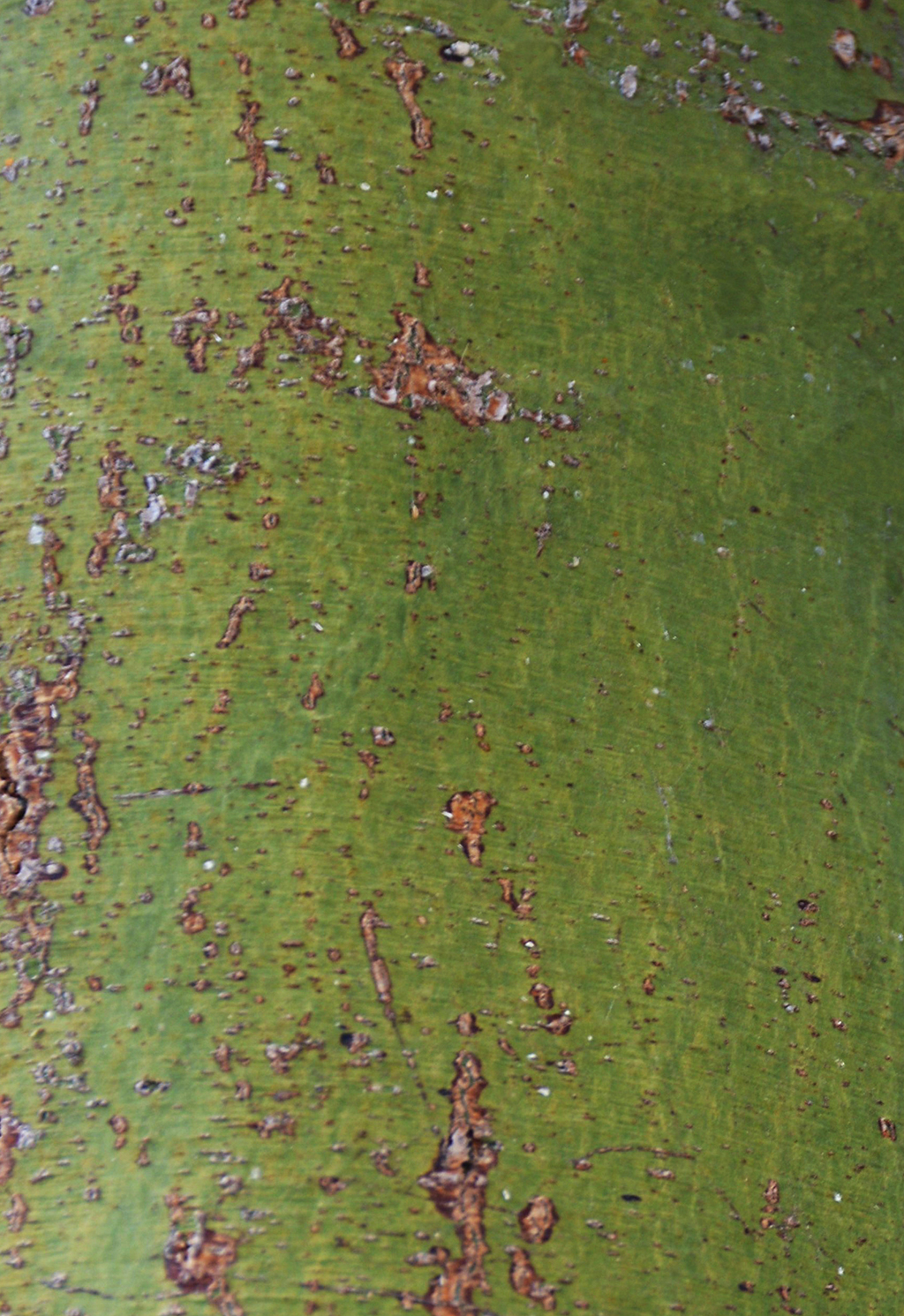 mexican-palo-verde-bark-gress Mexican Palo Verde Bark - photo David Gress