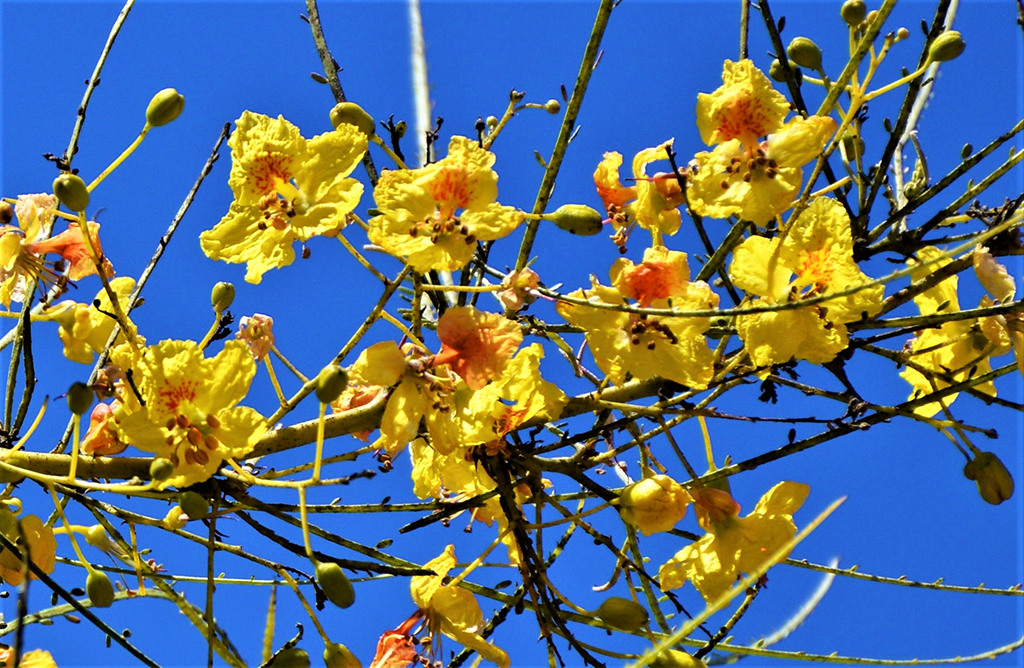 mexican-palo-verde-flowers-gress Mexican Palo Verde - Flowers - photo David Gress
