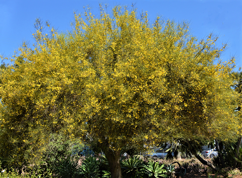 mexican-palo-verde-gress Mexican Palo Verde photo David Gress