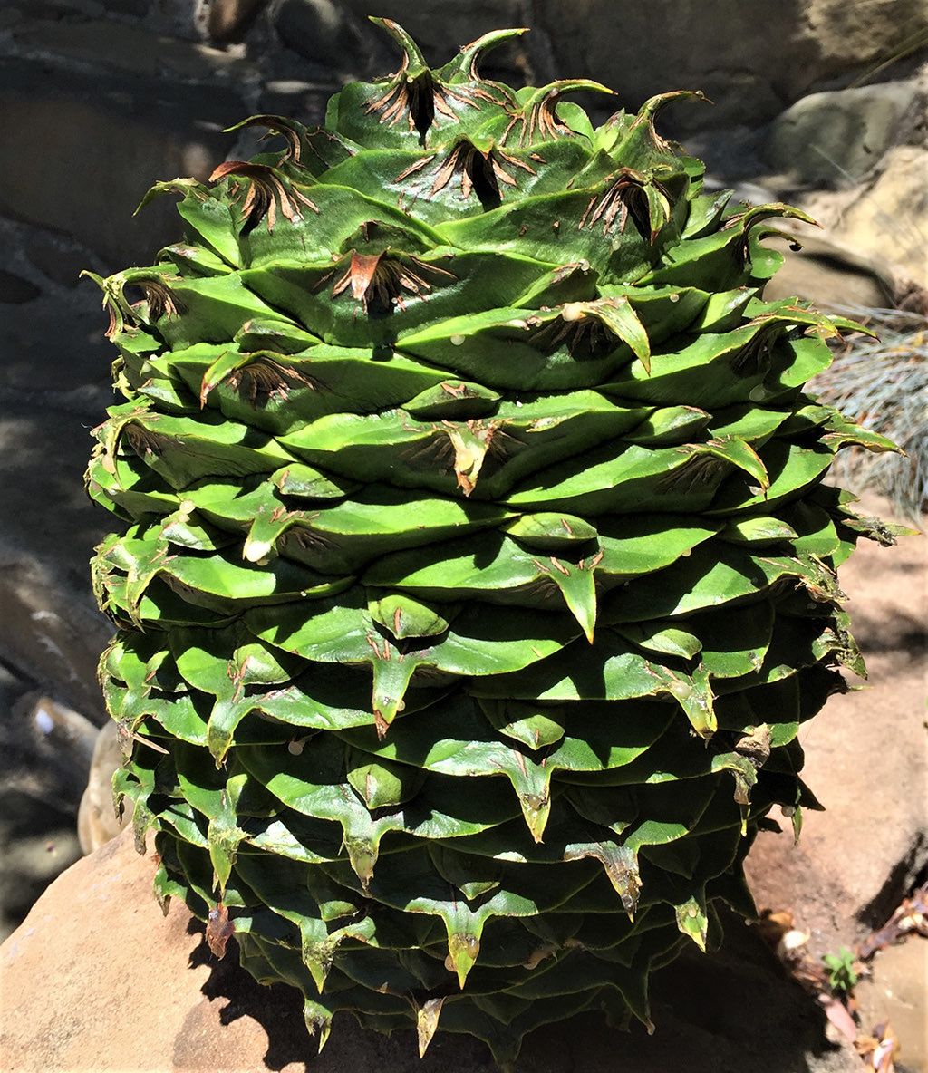 buny-bunya-cone-gress-cone-squashed Buny Bunya Tree - Cone - photo David Gress
