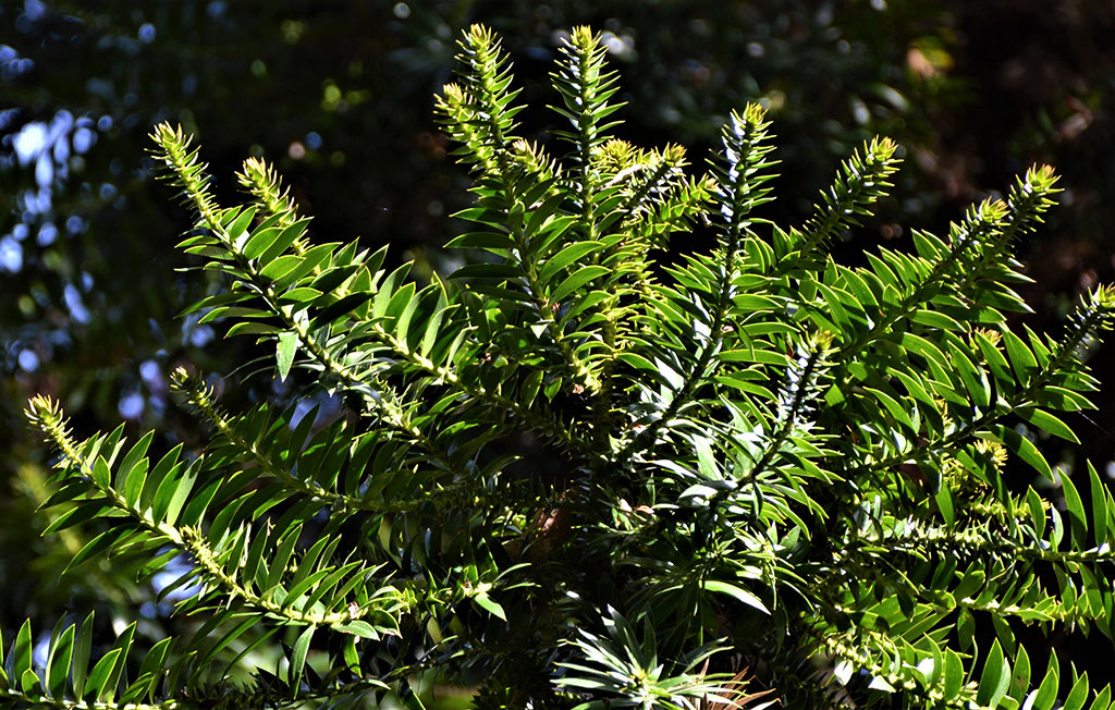 buny-bunya-flowers-gress-flowers-squashed Bunya Bunya Tree - Flowers - photo David Gress