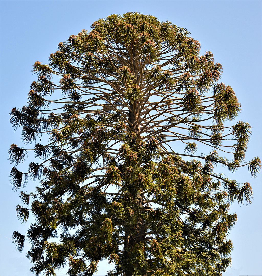 Bunya Bunya Tree Bunya Bunya Tree - Santa Barbara Beautiful - David Gress photo