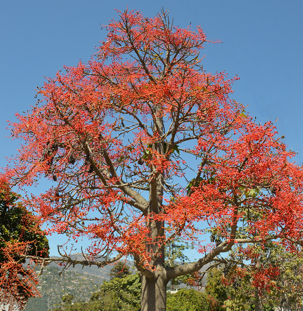 flame-tree-gress Flame Tree - David Gress Santa Barbara Beautiful