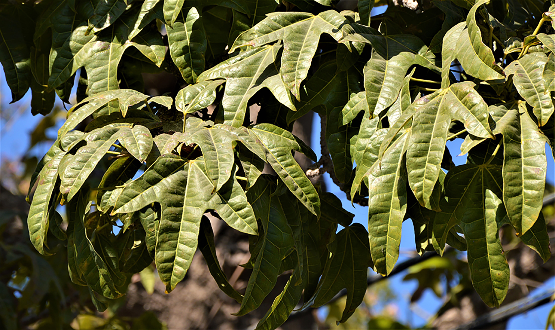 flame-tree-leaves Flame Tree - Leaves
