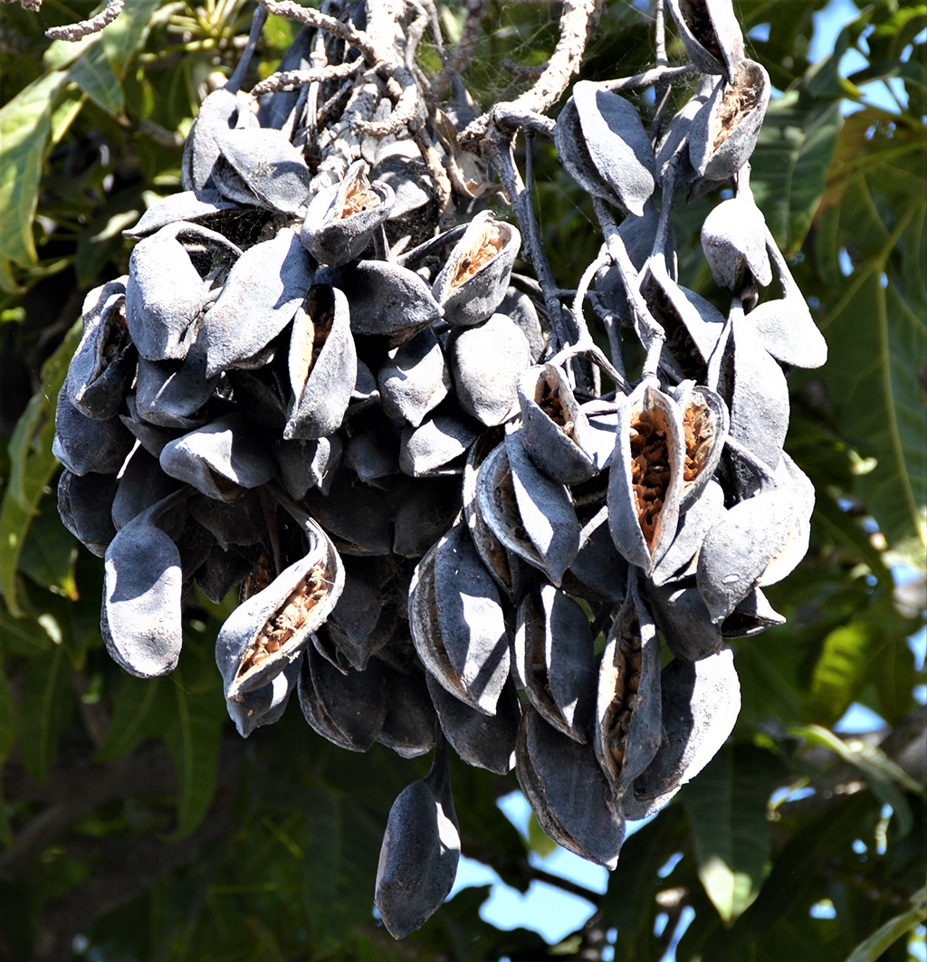 flame-tree-seedpods Flame Tree - Seedpods