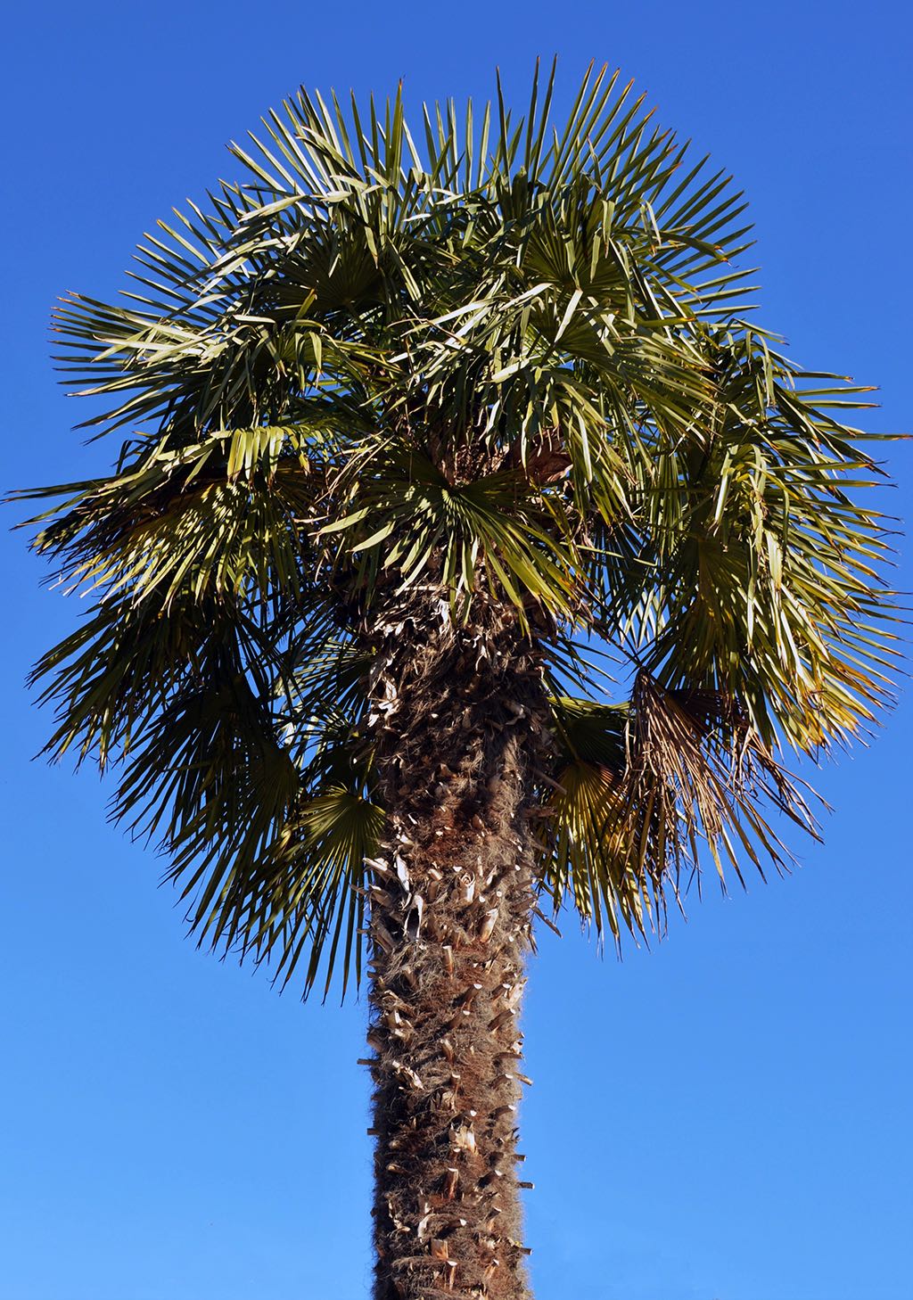 Windmill Palm