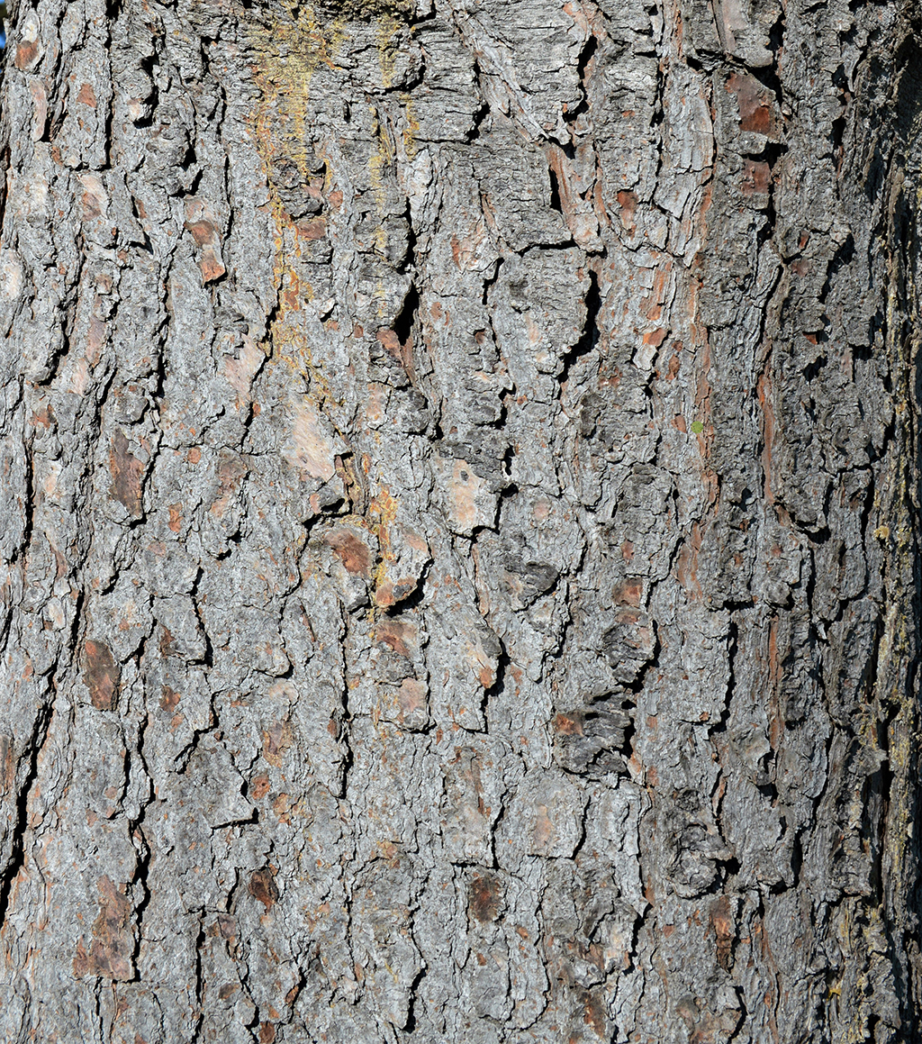 torrey-pine-bark Torrey Pine - Bark photo by David Gress