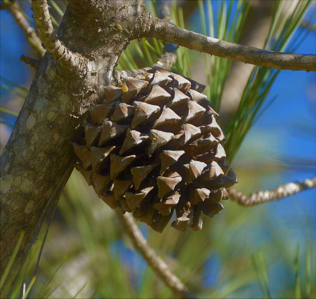 Torrey Pine - Cone