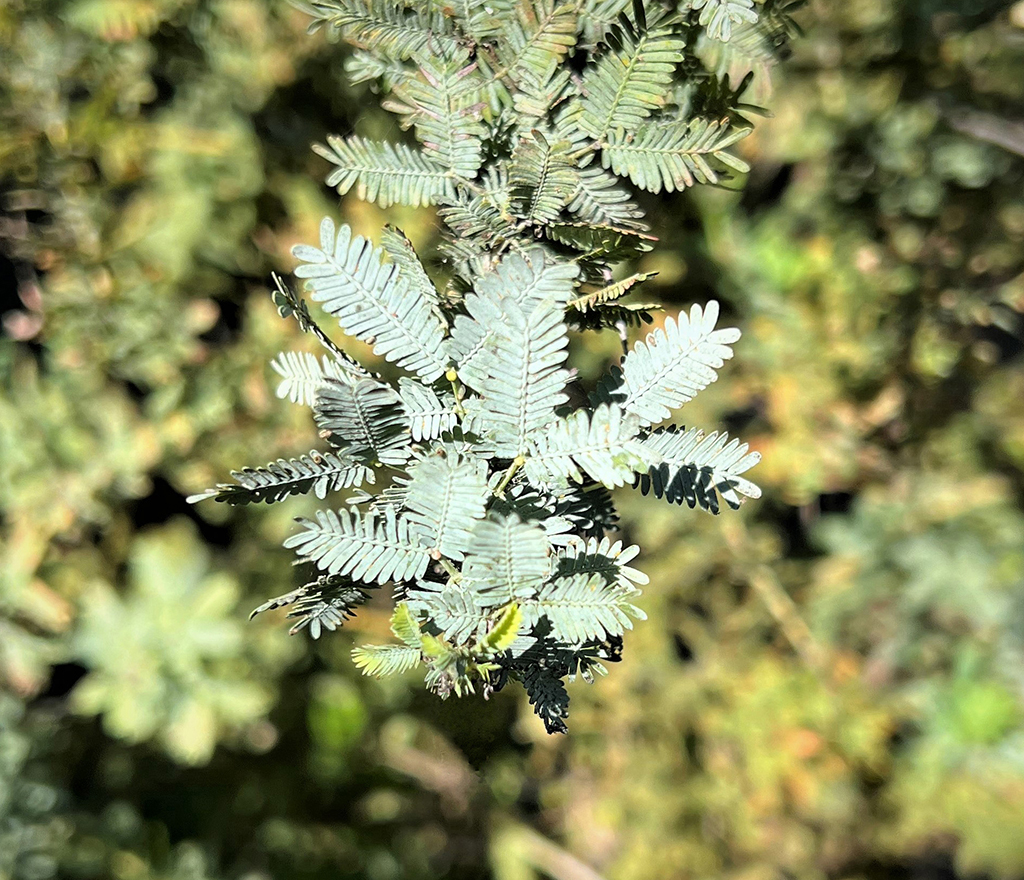 silver-wattle-acacia-leaves Winter-Blooming Acacia