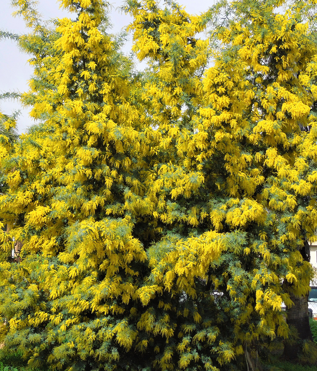 silver-wattle-acacia Winter Blooming Acacia