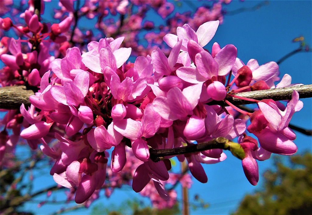 eastern-redbud-flowers Eastern Redbud Flowers photo by David Gress