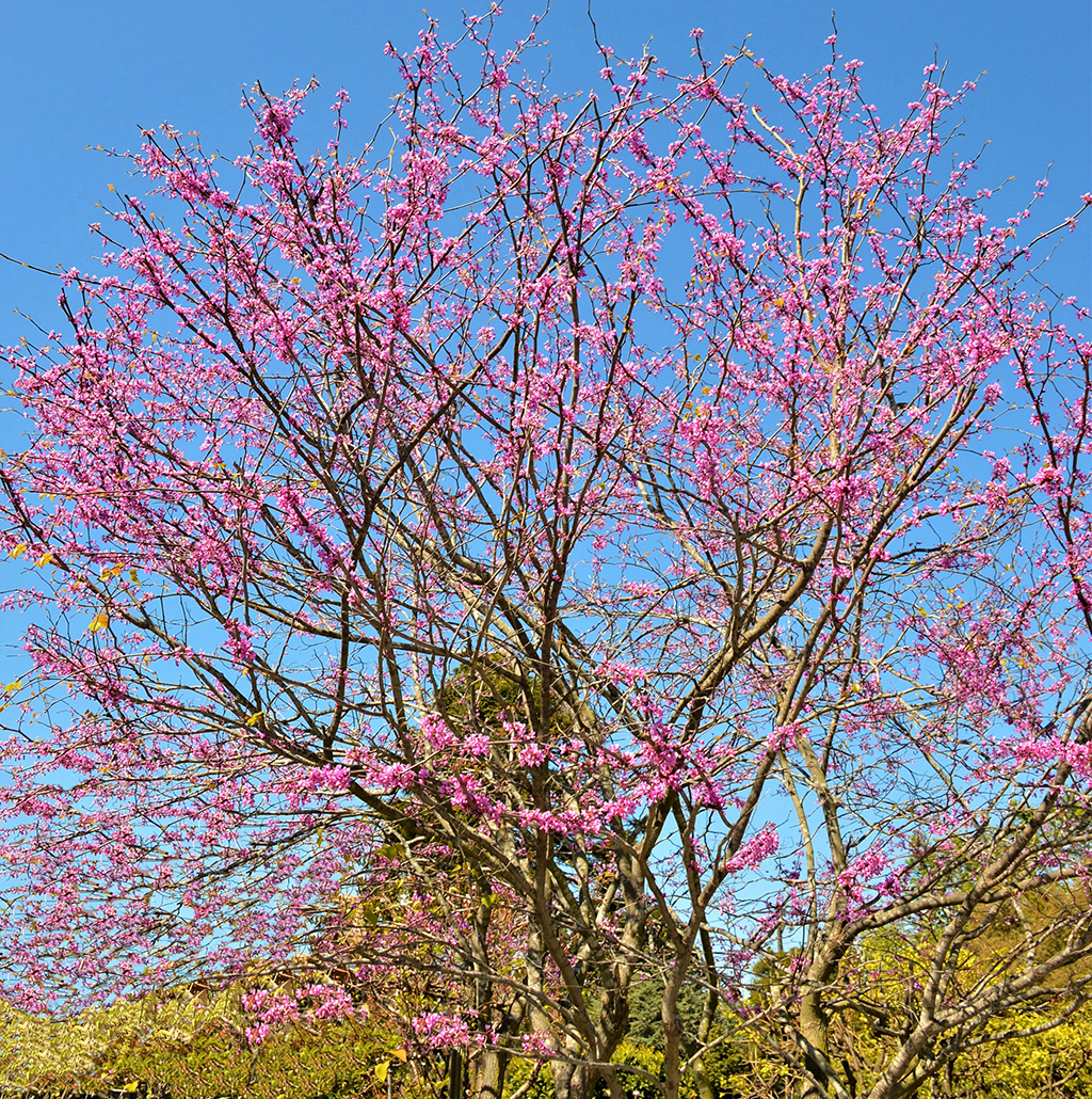 eastern-redbud-gress Eastern Redbud Tree photo by David Gress