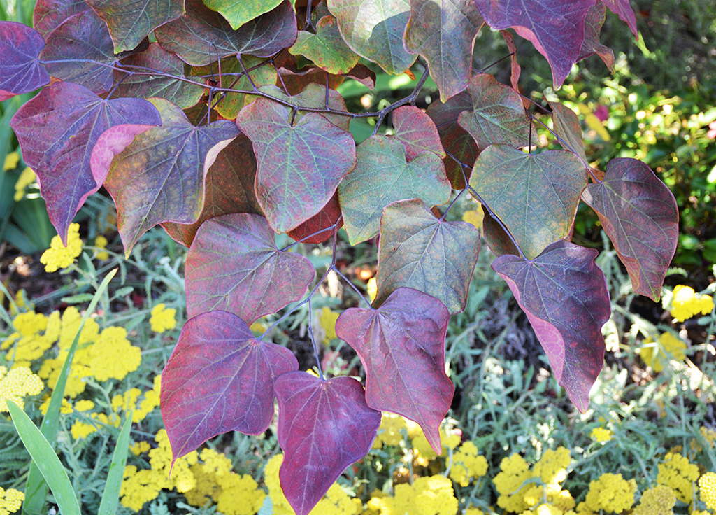 eastern-redbud-leaves Eastern Redbug leaves photo by David Gress