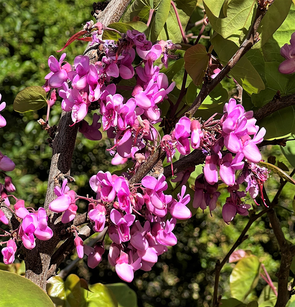 western-redbud-flowers Western Redbud - Flowers