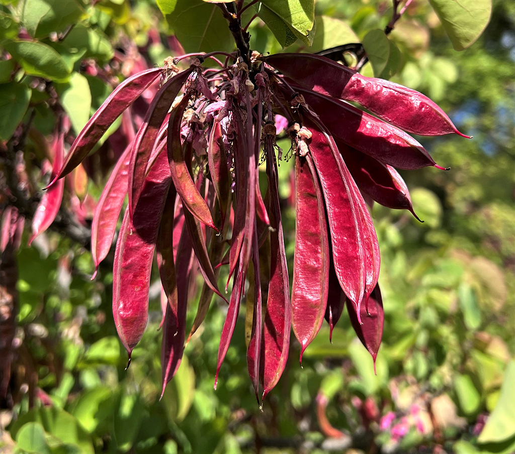 western-redbud-seedpods Westerm Redbid = Seedpods photo David Gress