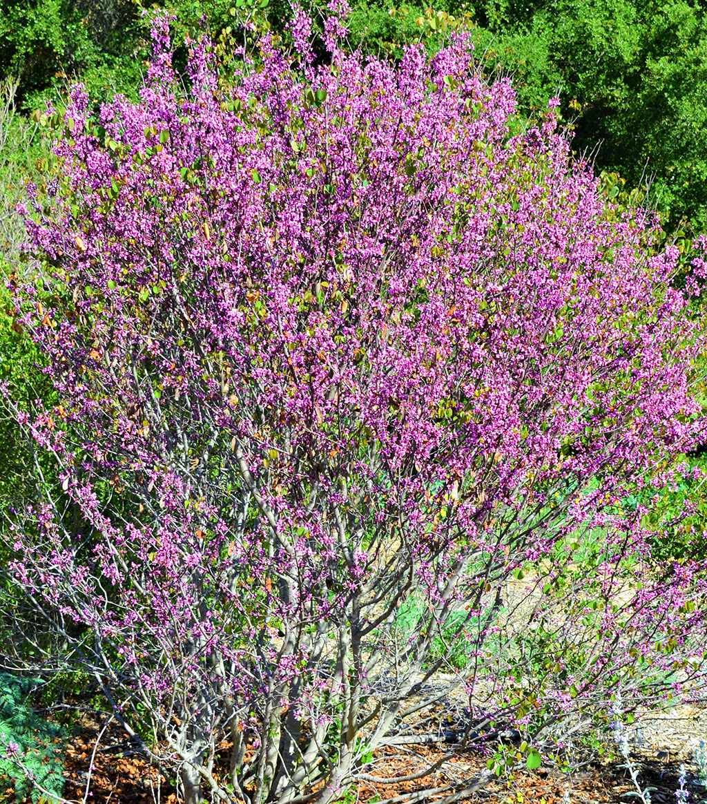 western-redbud Western Redbud photo David Gress