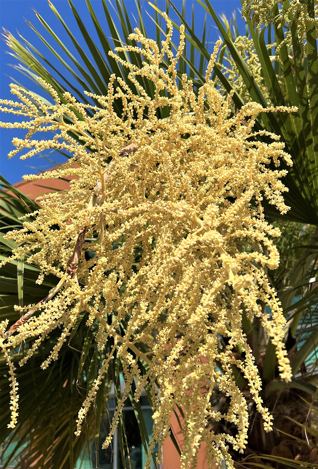 guadalupe-palm-flowers
