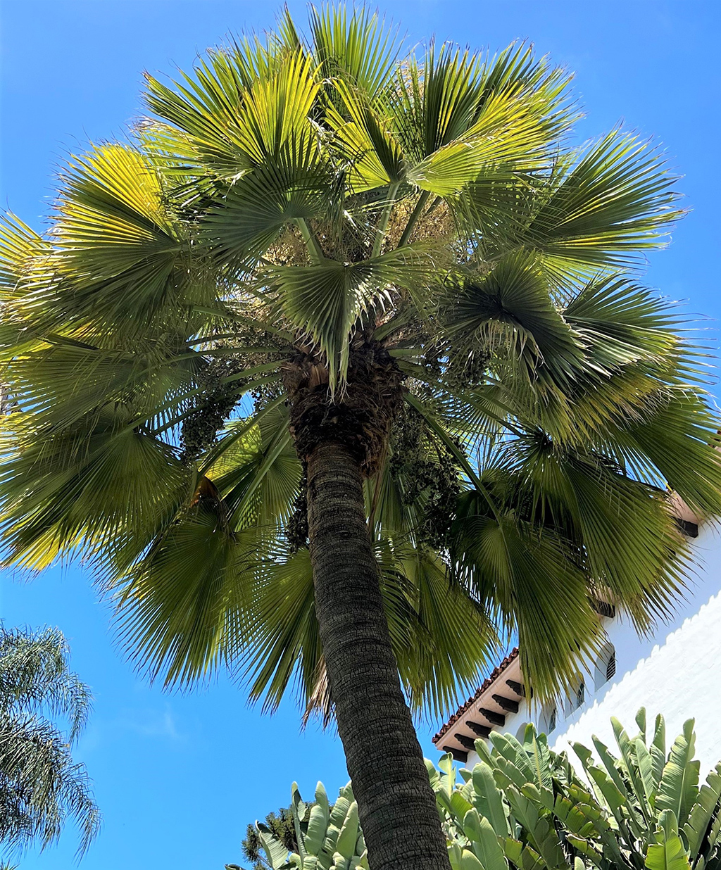 guadalupe-palm Guadalupe Palm David Gress Santa Barbara Beautiful
